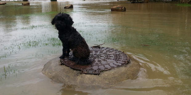 A Tibetan Ihasa-Brussels Griffon cross was rescued after a staff member at the flooded Haruru Falls Resort camp ground hearing him howling.