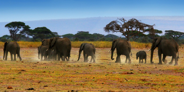 The 'big five' (elephant, rhino, buffalo, lion and leopard) are not confined to reserves like Kruger National Park, but range along South Africa's Eastern Cape as well. Photo / 123RF