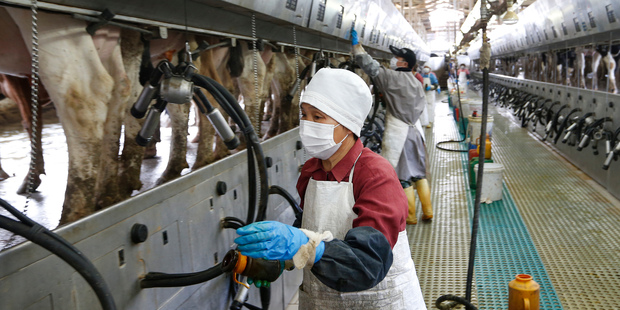 Workers milking cows at the Hua Xia diary farm near Beijing, China. Photo / Mark Mitchell