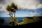 Wherever else in the world Kiwi travellers find cabbage trees, they summon instant nostalgia for home. Wherever else in the world Kiwi travellers find cabbage trees, they summon instant nostalgia for home.