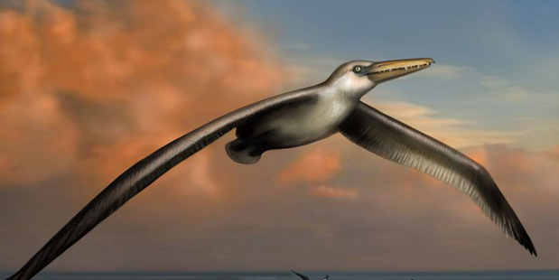 An artist's impression of Pelagornis sandersi, which could fly great distances.