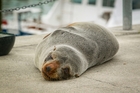 People coming across seals such as this one, seen resting on the footpath at Customs Quay, Napier, are advised to keep their distance and not feed them. Photo/File People coming across seals such as this one, seen resting on the footpath at Customs Quay, Napier, are advised to keep their distance and not feed them. Photo/File