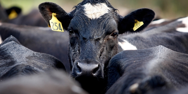 Dairy exports contributed a total of $17.6 billion to the national economy in 2013-14. Photo / Christine Cornege