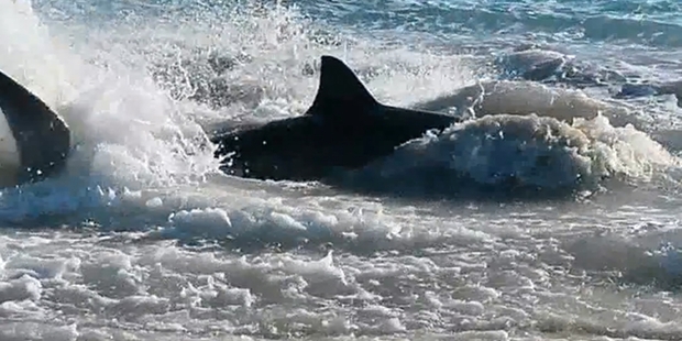 The shark was found dead two days after it was filmed in distress.
