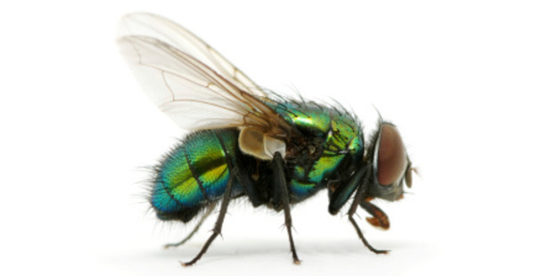 Photo / Thinkstock
