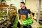 Billy Ropiha stacks boxes of export beef while on the job in the freezers at Silver Fern Farms Pacific Plant at Whakatu. Photo/Warren Buckland Billy Ropiha stacks boxes of export beef while on the job in the freezers at Silver Fern Farms Pacific Plant at Whakatu. Photo/Warren Buckland