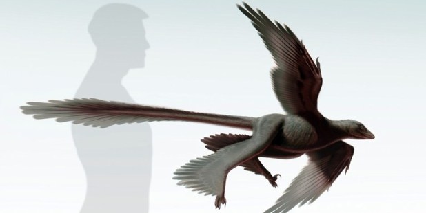 The "Changyuraptor Yangi". Image / Dinosaur Institute of the Natural History Museum of Los Angeles County/AP