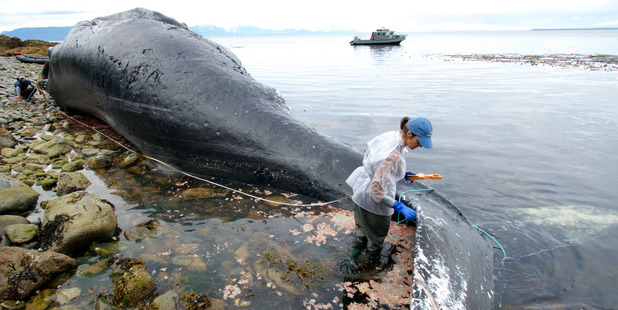 NOAA Fisheries Alaska Region Marine Mammal Stranding Coordinator Aleria Jensen, right, measuring the length of a female humpback whale. Photo / NOAA/AP