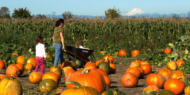 Families seek the best and brightest pumpkins at Swans Trail, near Snohomish north of Seattle. Photo / Pamela Wade