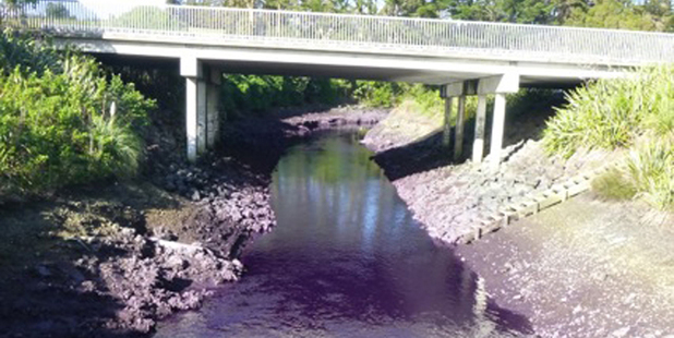 Oruarangi Stream after thousands of litres of violet dye entered the waterway.