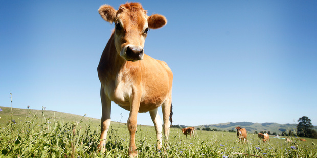 The GlobalDairyTrade Price Index dropped 8.9pc to the lowest level since December 2012 in the latest auction, the 10th decline in past 11 sales. Photo / Christine Cornege.