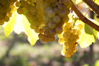 Hastings Pask Winery has picked up a fourth trophy. Hastings Pask Winery has picked up a fourth trophy.