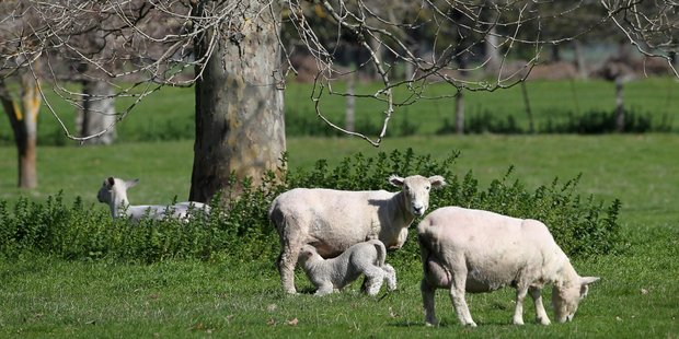 In this third of a six-part series,Paul Dykes reveals a national survey that finds many lamb and beef farmers have lost confidence in the red meat sector.