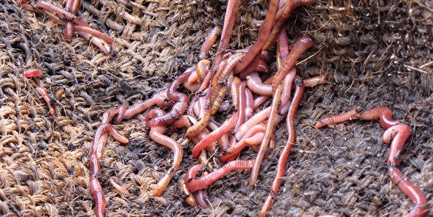 Tiger worms feel good'n' squishy. Photo / Bay of Plenty Times