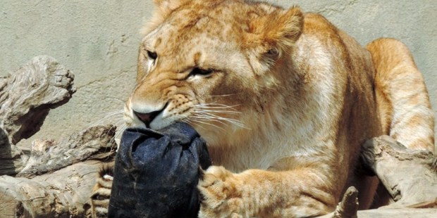 A lion chewing a pair jeans at the Kamine Zoo in Hitachi city in Ibaraki prefecture, eastern Japan.
Photo / AFP
