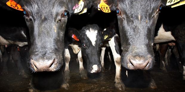 Urine from cows adds huge quantities of nitrogen to the soil which seeps into rivers and lakes. Photo / Sarah Ivey