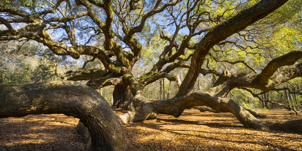 Visitors flock to see the huge Angel Oak on Johns Island near Charleston. Photo / Thinkstock