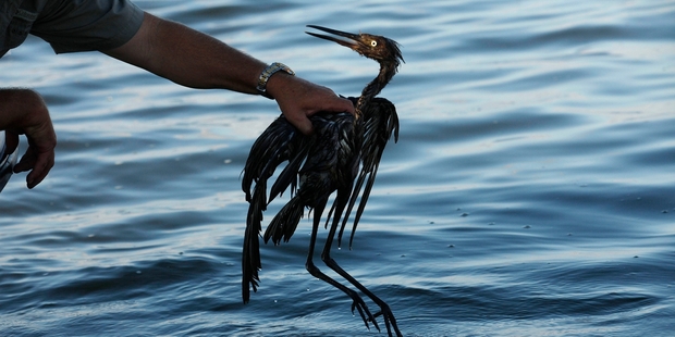 An oil disaster may not be probable in New Zealand, but it would be disastrous for our economy and environment if it happened. Photo / AP