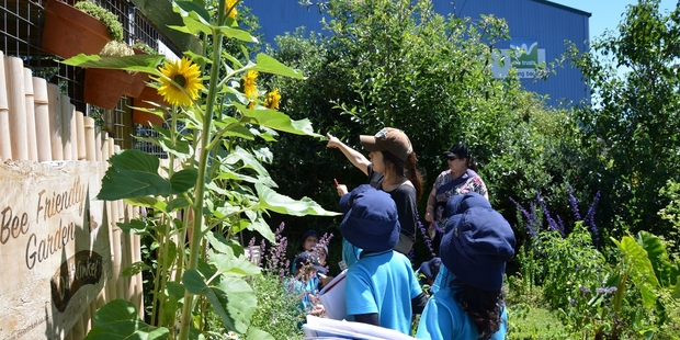 Students from Arahoe School examine the sunflowers grown at Sustainable Living Centre's community garden in New Lynn. Photo / Meg Liptrot