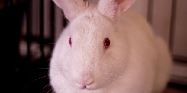 Sir Thomas Bunnington needs a new home.