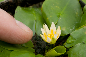 The tiny lilly was stolen from London's Royal Botanic Gardens.
Photo / AP