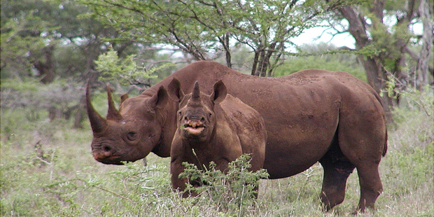 A black rhino male and calf in Mkuze, South Africa. Photo / AP