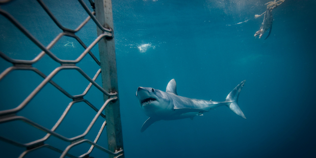 Shark diving operations off Steward Island are increasing the risk of harm to boaties, it's claimed. Photo / Richard Robinson