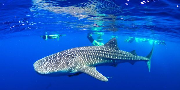 Diving with whale sharks is popular on the Ningaloo Reef, Western Australia.