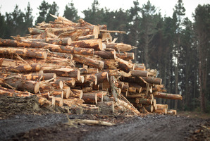 Another worker has been seriously injured in a forestry accident. Photo / Natalie Slade