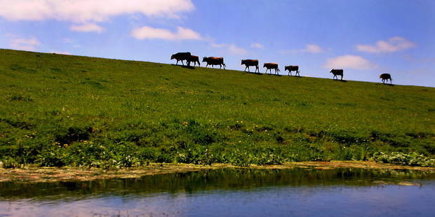 Unfenced rivers on dairy farms are a major problem for water quality. Photo / APN