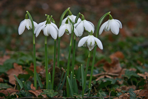 Snowdrops are a popular flower to pinch.
Photo / Creative Commons