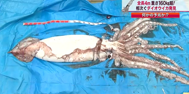 An image of the giant squid fished up off the coast of Japan.