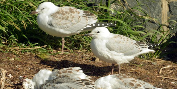Red-billed gulls stand beside dead fledglings at Taiaroa Head. Photo / Stephen Jaquiery