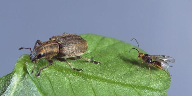 The tiny Irish wasp, right, has been deployed to combat the spread of the clover root weevil, through the South Island.