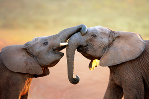 Elephants possess 'superior' sense of smell