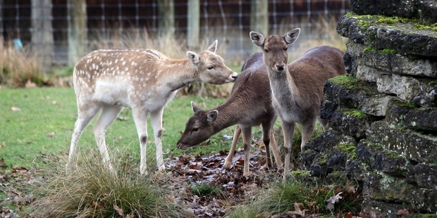 LETHAL: A hunting arrowhead, loosely described as a 'broad head', with four razor sharp blades, would be very effective against the Fallow deer at Queen Elizabeth Deer Park in Masterton (above).
