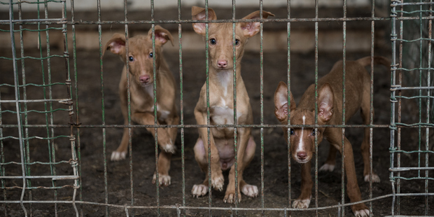 Organisations like the SPCA help animals that have been mistreated. Photo / Thinkstock