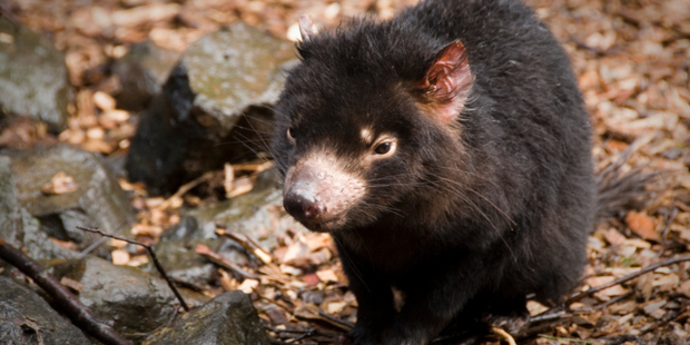 Translocation has been attempted with species such as the Tasmanian Devil. Photo / Thinkstock