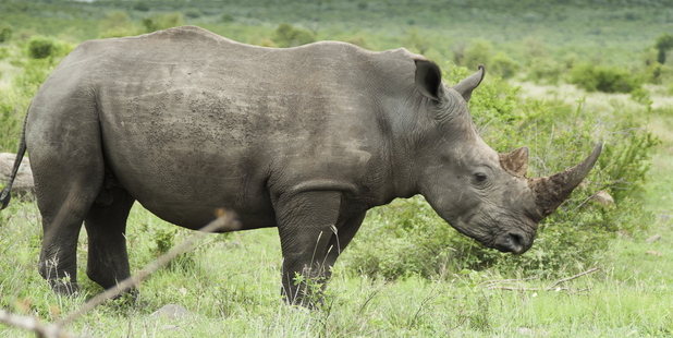 A total of 558 rhino have been killed across South Africa since the beginning of the year, according to figures released this month. Photo / Thinkstock