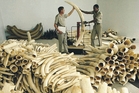 ANIMAL ABUSE: An illegal haul of elephants' ivory.PHOTO/FILE ANIMAL ABUSE: An illegal haul of elephants' ivory.PHOTO/FILE