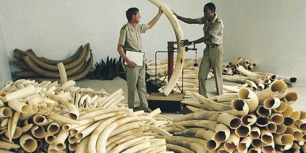 ANIMAL ABUSE: An illegal haul of elephants' ivory.PHOTO/FILE