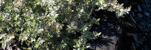 This variegated abelia is beautiful ground cover. Minimal trimming keeps it round and tidy.