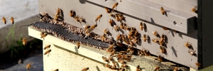 Bees have become a multimillion-dollar industry for New Zealand. Photo/File