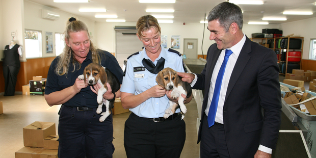 Darcy and Darwin - and some human helpers - at the Auckland Biosecurity Centre today.