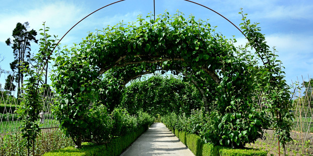 Espaliered fruit trees are an ornamental but productive addition to the garden.