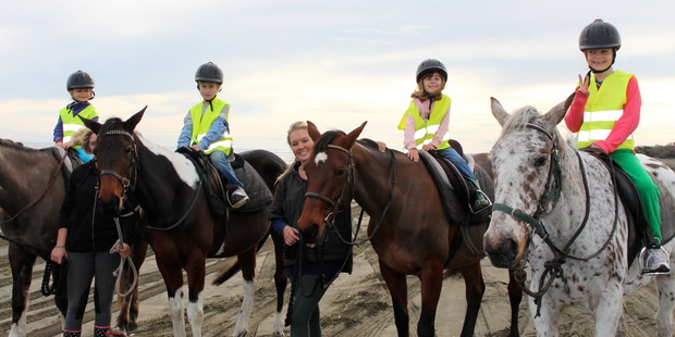 Beach horses are used to distraction.