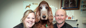 Tauranga Vet Brett Kirkland and his Practice Manager Jane McKay are happy to have Saffy the Irish Setter back.