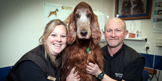 Tauranga Vet Brett Kirkland and his Practice Manager Jane McKay are happy to have Saffy the Irish Setter back.