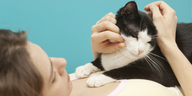 There's more than one way to pat a cat for people assessing how to protect their KiwiSaver in riskier funds. Photo / Thinkstock