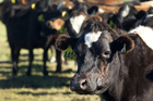 It's looking like a cow of a season is on the way. It's looking like a cow of a season is on the way.